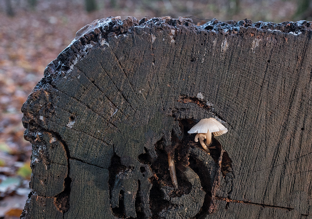 4711 16X_4614-1-Kopie-2.jpg